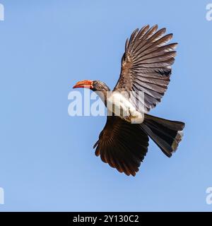 Gekrönter Nashornvogel (Lophoceros alboterminatus), Syn: Tockus alboterminatus, iSimangaliso Wetland Park, St. Lucia, KwaZulu-Natal, Südafrika, Afrika Stockfoto