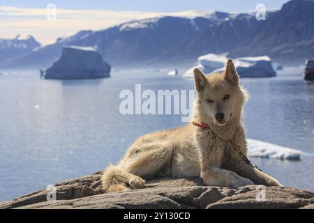 Grönlandhund liegt auf einem Felsen vor Eisbergen im Fjord, Husky, sonnig, Uummannaq, Westgrönland, Grönland, Nordamerika Stockfoto