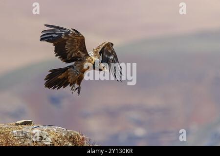 Bartgeier, Lammergeier, Gypaetus barbatus, Gypaetus barbatus meridionalis, Gypaete barbu, Quebrantahuesos, Giant's Castle Hide, Imbabazane Stockfoto