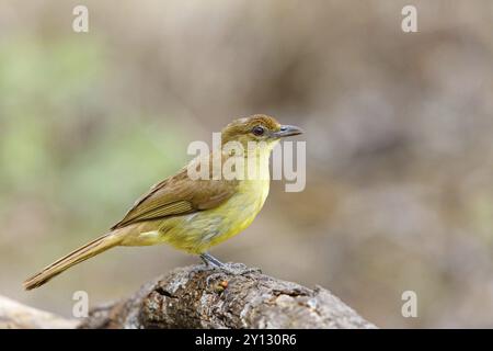 Gelbbauchengrün (Chlorocichla flaviventris), Mkuze Game Reserve, Mkuze, KwaZulu-Natal, Südafrika, Afrika Stockfoto