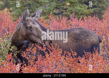 Elche (Alces alces), Kuhelchen, Huckleberry-Büsche essen, Herbstfarben, Denali-Nationalpark, Alaska, USA, Nordamerika Stockfoto