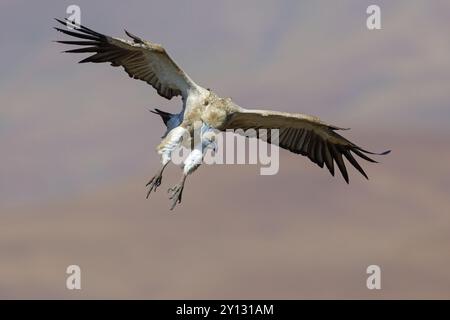 Kapgeier, auch kapgriffon (Gyps Co-protheres), Flugfoto, Giant's Castle Hide, KwaZulu-Natal, Südafrika, Afrika Stockfoto