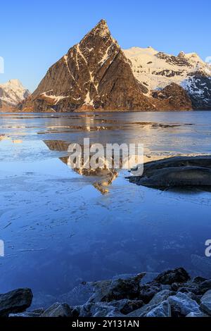 Fjord mit Eisschollen vor steilen Bergen, Reflexion, Morgenlicht, Kjerkfjord, Winter, Reine, Moskenesoya, Lofoten, Norwegen, Europa Stockfoto