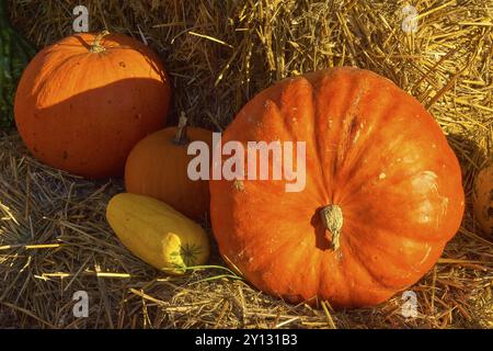 Kürbisse und ein gelbes Gemüse, das im Sonnenlicht auf Stroh liegt, Deutschland, Europa Stockfoto