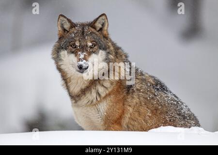 Grauer Wolf (Canis Lupus), sitzend, frontal, friedlich, gefangen, Winter, Schnee, Wald, Nationalpark Bayerischer Wald, Bayern, Deutschland, Europa Stockfoto