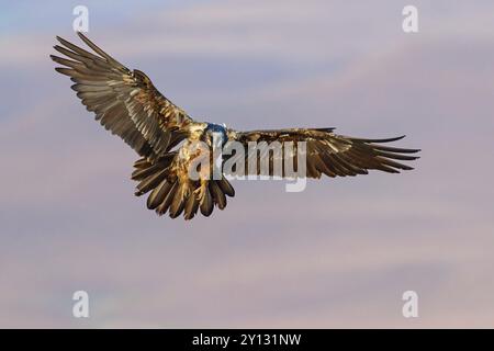 Bartgeier, Lammergeier, Gypaetus barbatus, Gypaetus barbatus meridionalis, GypaEte barbu, Quebrantahuesos, Giant's Castle Hide, Imbabazane Stockfoto