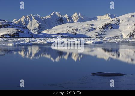 Eisberge im Fjord vor verschneiten Bergen, sonnig, Winter, Arktis, Kulusuk, Ostgrönland, Grönland, Nordamerika Stockfoto