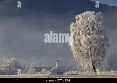 Birkenbäume mit Raureif, Hütte vor Bergen, Winter, Loisachsee Kochelmoor, Blick auf Schlehdorf, Alpenvorland, Oberbayern, Bayern, Stockfoto