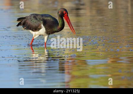 Schwarzstorch (Ciconia nigra), auf der Suche nach Nahrung im Wasser, Lesbos Island, Griechenland, Europa Stockfoto