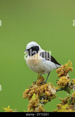 Balkan Wheatear, Schwarzohr Wheatear (Oenanthe melanoleuca), männlich, Lesbos, Griechenland, Europa Stockfoto