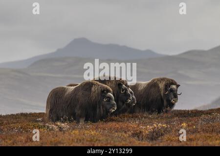 Moschusochsenherde (Ovibos moschatus), stehend, vor Bergen, Herbst, Dovrefjell Nationalpark, Norwegen, Europa Stockfoto