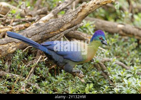 Turaco mit violettem Kamm, Turaco mit violettem Kamm, (Gallirex porphyreolophus), Musophaga porphyreolopha, Tauraco porphyreolophus, Turaco crestimorado, Mkuz Stockfoto