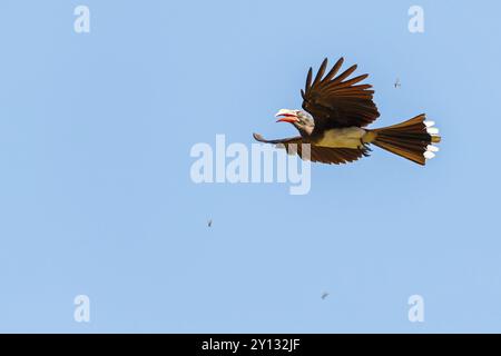 Gekrönter Nashornvogel (Lophoceros alboterminatus), Syn: Tockus alboterminatus, iSimangaliso Wetland Park, St. Lucia, KwaZulu-Natal, Südafrika, Afrika Stockfoto