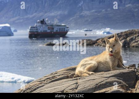 Grönländischer Hund, der auf einem Felsen vor Eisbergen im Fjord liegt, Husky, Hurtrigruten-Schiff, sonnig, Uummannaq, Westgrönland, Grönland, Nordamerika Stockfoto