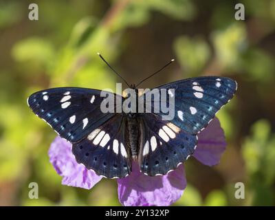 Apatura Iris, (Apatura Iris), lila Kaiser, Schmetterling, Schmetterling, Lesbos, Insel Lesbos, Griechenland, Europa Stockfoto