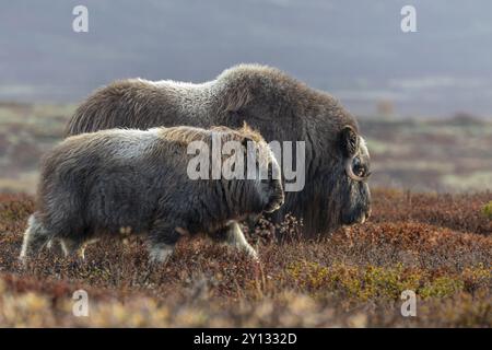 Moschusochsen (Ovibos moschatus), Mutter und Kalb, Jungtier, stehend, Herbst, Dovrefjell Nationalpark, Norwegen, Europa Stockfoto