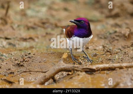 Veilchenstarling (Cinnyricinclus leucogaster), Mkuze Game Reserve, Mkuze, KwaZulu-Natal, Südafrika, Afrika Stockfoto