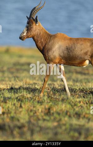 Blessbok, Blesbok, Blesbock, (Damaliscus pygargus phillipsi) Antilope, Antilope Stockfoto