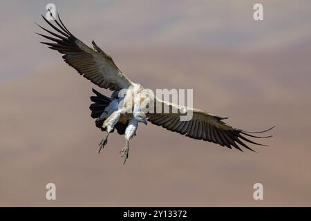 Kapgeier, auch kapgriffon (Gyps Co-protheres), Flugfoto, Giant's Castle Hide, KwaZulu-Natal, Südafrika, Afrika Stockfoto