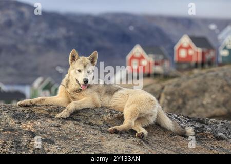 Grönlandhund, Husky, der friedlich auf Felsen vor Häusern liegt, Tasiilaq, Ostgrönland, Grönland, Nordamerika Stockfoto