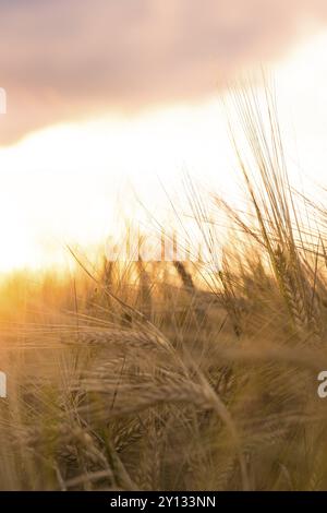 Weizenfeld mit goldener Abendstimmung, Gräser im Vordergrund, Sonne hinter Wolken, Gechingen, Schwarzwald, Deutschland, Europa Stockfoto