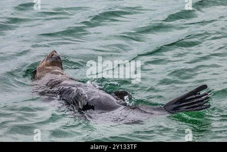 Australische Pelzrobben schwimmen in den Robbenfelsen der Narooma Bar Breakwall, Narooma an der Südküste von New South Wales, Australien Stockfoto