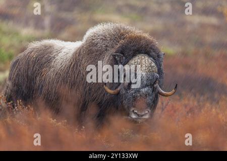 Moschusochsen (Ovibos moschatus), stehend, frontal, im Regen, herbstliche Tundra, Berge, Dovrefjell Nationalpark, Norwegen, Europa Stockfoto