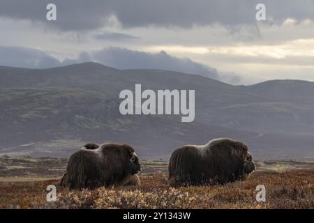 Moschusochsenherde (Ovibos moschatus), stehend, vor Bergen, Herbst, Dovrefjell Nationalpark, Norwegen, Europa Stockfoto