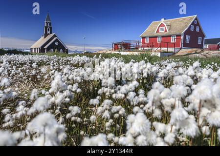 Kirche und historisches Gebäude vor blauem Himmel, Baumwollgras, Sommer, Zion's Church, Jakobshavn Gletscher und Eisfjord, Ilulissat, Disko Bay, West Gr Stockfoto