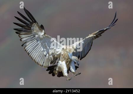 Kapgeier, auch kapgriffon (Gyps Co-protheres), Flugfoto, Giant's Castle Hide, KwaZulu-Natal, Südafrika, Afrika Stockfoto