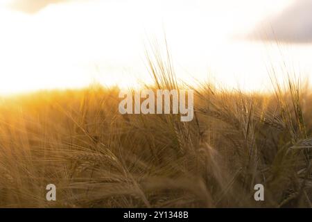 Weizenfeld bei Sonnenuntergang mit goldener Abendstimmung und Gräsern im Vordergrund, Gechingen, Schwarzwald, Deutschland, Europa Stockfoto