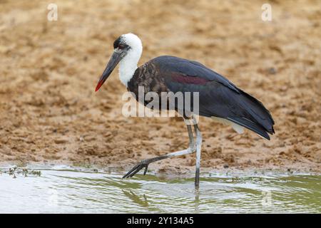 Asiatischer Wollhalsstorch (Ciconia episcopus), Cigogne Episcopale, Mkuze Game Reserve, Mkuze, KwaZulu-Natal, Südafrika, Afrika Stockfoto