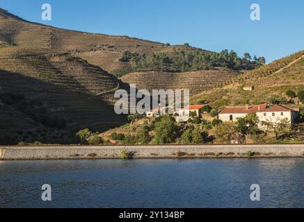 Ufer des Flusses Douro zwischen Peso da Régua und Pinhão in Portugal mit alten Häusern und Hängen voller terrassenförmig angelegter Weinberge an einem sonnigen Tag. Stockfoto