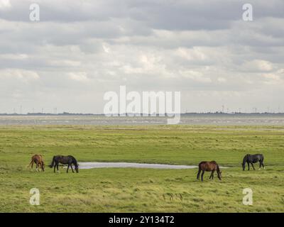 Vier Pferde weiden auf einer grünen Wiese an der Küste mit Wolken am Himmel, spiekeroog, ostfriesland, Nordsee, deutschland Stockfoto