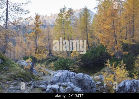 Alpine Herbst Landschaft mit gelben Lärchen Wald, in der Nähe von Kranjska Gora, Julische Alpen, Slowenien, Europa Stockfoto