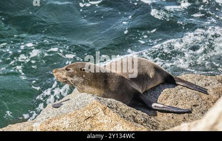 Australische Pelzrobben, die auf den Robbenfelsen der Narooma Bar Breakwall faulenzen; Narooma an der Südküste von New South Wales; Australien Stockfoto