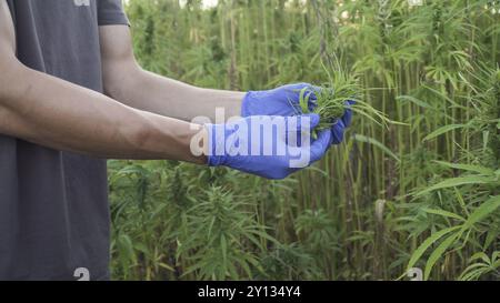 Professionelle Forscher, die auf einem Hanffeld arbeiten, überprüfen Pflanzen und führen eine Qualitätskontrolle, alternative Medizin und Cannabis sativa produ durch Stockfoto