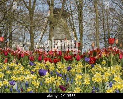 Eine Windmühle hinter einem farbenfrohen Blumenfeld mit Tulpen und Narzissen im Frühjahr, amsterdam, niederlande Stockfoto