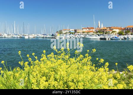 Malerischer Hafen mit Booten und bunten Häusern auf den Blumen vor dem Ufer in Izola, Isola Stockfoto