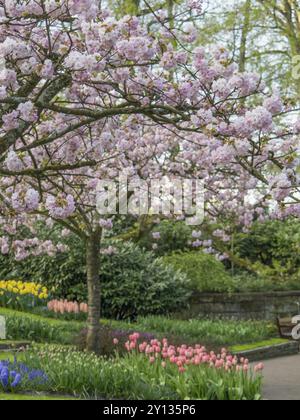 Kirschblütenbaum in voller Blüte über einer Parkbank in einem gepflegten Garten, amsterdam, niederlande Stockfoto