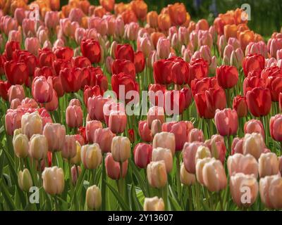 Großes Feld mit roten, rosa und orangen Tulpen in voller Blüte, amsterdam, niederlande Stockfoto