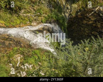 Ein kleiner Wasserfall fließt über moosbedeckte Felsen in einem dichten Wald, freudenstadt, Schwarzwald, deutschland Stockfoto