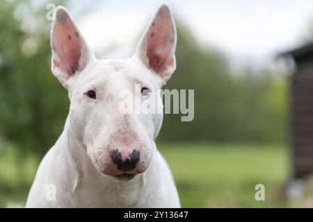 Weißes Bullterrier-Porträt mit Kopierraum Stockfoto