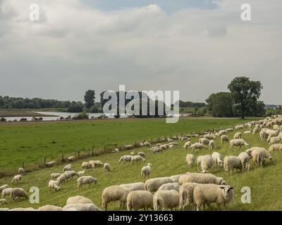 Eine große Schafherde, die in einer grünen Landschaft neben einem Fluss weidet, xanten, niederrhein, deutschland Stockfoto