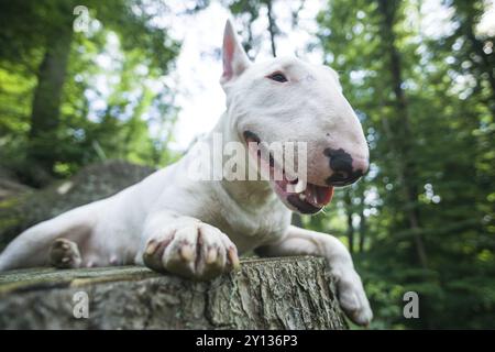 Portrait Foto von White Bull Terrier liegen auf dem Baum Bank im Wald an einem sonnigen Tag Stockfoto
