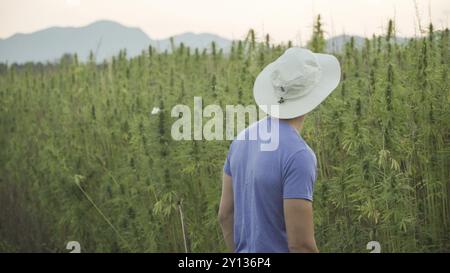 Professionelle Forscher, die auf einem Hanffeld arbeiten, überprüfen Pflanzen und führen eine Qualitätskontrolle, alternative Medizin und Cannabis sativa produ durch Stockfoto