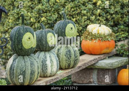 Mehrere grüne Kürbisse, die wie Frösche aussehen, stehen auf einer langen Holzbank in einem Garten in borken, münsterland, deutschland Stockfoto