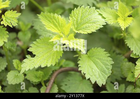 Brennessel Blätter als Hintergrund in der wild wachsenden. Schöne Textur von Brennnessel. Gesunde Lebensmittel für Detox Stockfoto