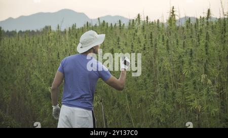 Professionelle Forscher, die auf einem Hanffeld arbeiten, überprüfen Pflanzen und führen eine Qualitätskontrolle, alternative Medizin und Cannabis sativa produ durch Stockfoto