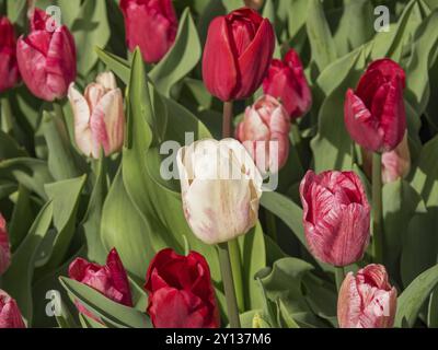 Mehrere rote und weiße Tulpenblüten mit grünen Blättern, Amsterdam, Niederlande Stockfoto